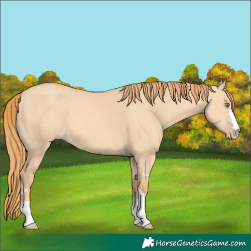 Horse Color:Gold Champagne Dun 