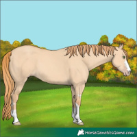 Horse Color:Gold Champagne Dun 