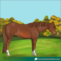 Horse Color:Chestnut 