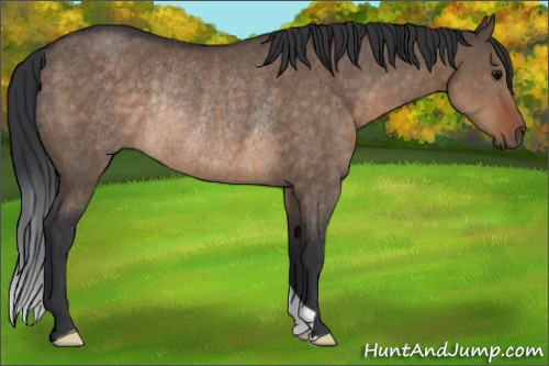Horse Color:Brown Dun Rabicano 