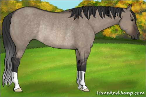 Horse Color:Brown Dun Rabicano 