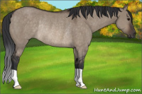 Horse Color:Brown Dun Rabicano