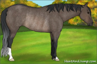 Horse Color:Brown Dun Rabicano 