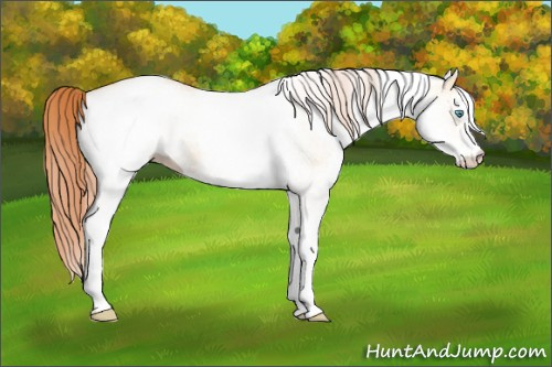 Horse Color:White Spotted Amber Champagne Pearl Dun 