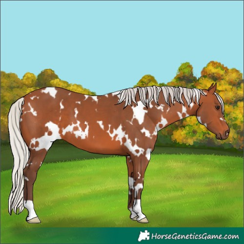 Horse Color:White Spotted Silver Bay