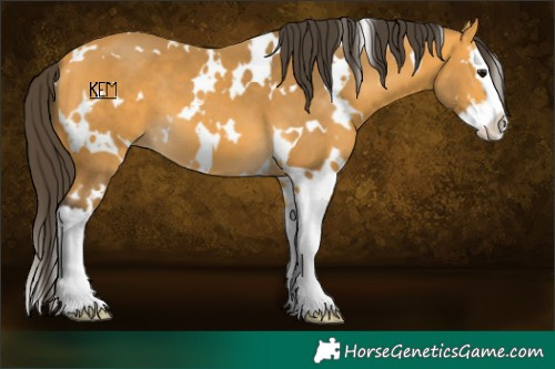 Horse Color:White Spotted Buckskin Splash 