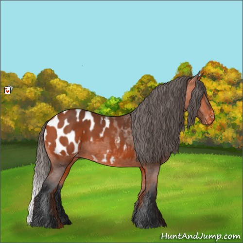 Horse Color:Bay Appaloosa 
