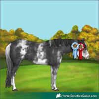 Horse Color:White Spotted Black Tobiano