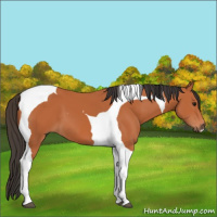 Horse Color:Bay Tobiano 
