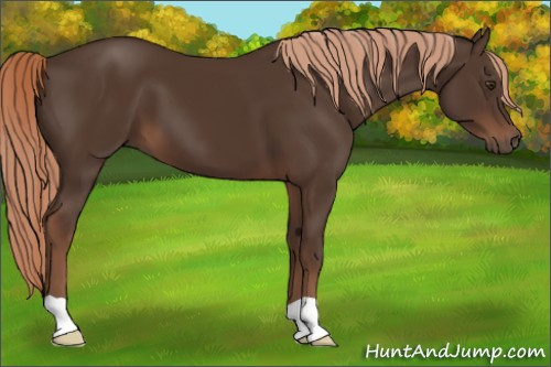 Horse Color:Liver Chestnut 