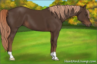 Horse Color:Liver Chestnut 