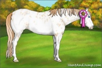 Horse Color:Buckskin Pearl Sabino Frame Near Leopard 