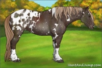 Horse Color:White Spotted Liver Chestnut Tobiano Appaloosa 