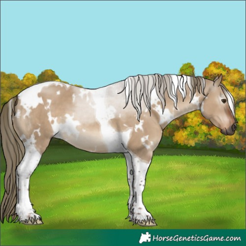 Horse Color:Gray White Spotted Liver Red Dun Mushroom Tobiano 
