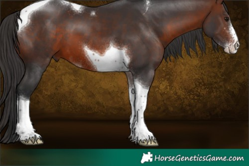 Horse Color:Brown Sabino Tobiano 