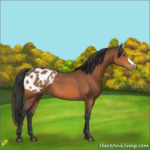Horse Color:Bay Appaloosa 