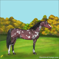 Horse Color:White Spotted Brown Dun 