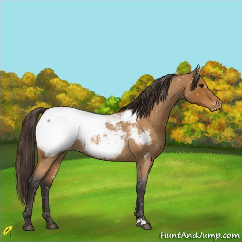 Horse Color:Buckskin Roan Snowcap