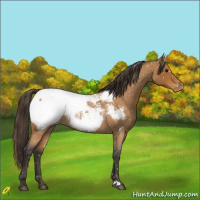 Horse Color:Buckskin Roan Snowcap 