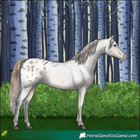 Horse Color:Buckskin Roan Blanket