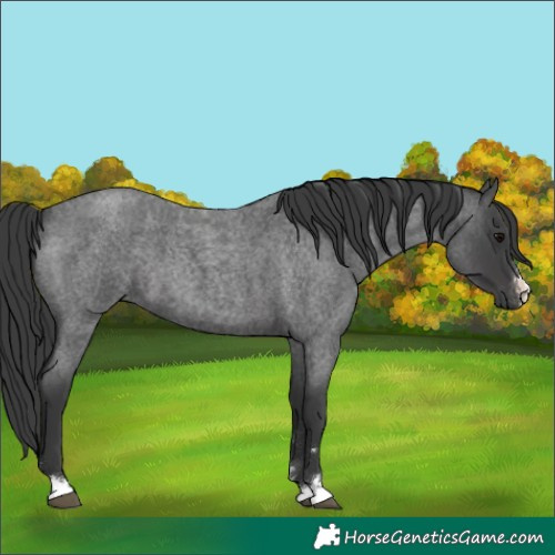 Horse Color:Blue Roan 