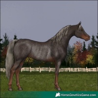 Horse Color:Liver Chestnut Rabicano 
