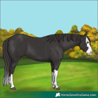 Horse Color:Smoky Black Splash
