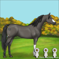 Horse Color:Grullo 