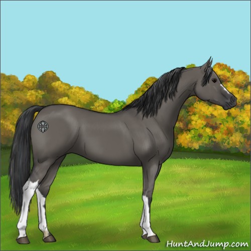 Horse Color:Grullo 