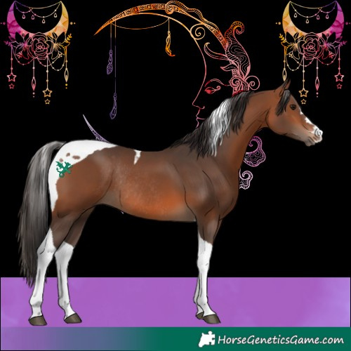Horse Color:Bay Tobiano Rabicano 