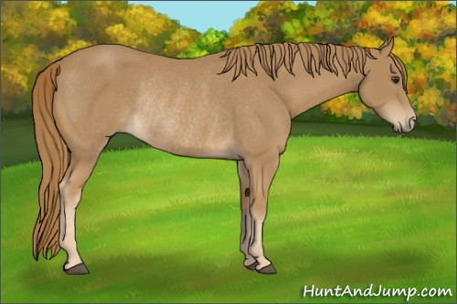 Horse Color:Chestnut Rabicano 