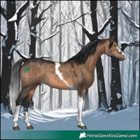 Horse Color:Brown Dun Tobiano 