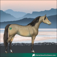 Horse Color:Buckskin Dun