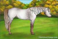 Horse Color:Gray Chestnut 