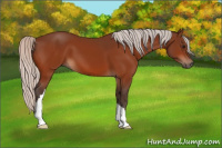 Horse Color:Silver Bay 