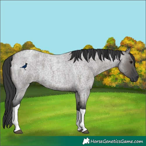 Horse Color:Grullo Roan Tobiano 