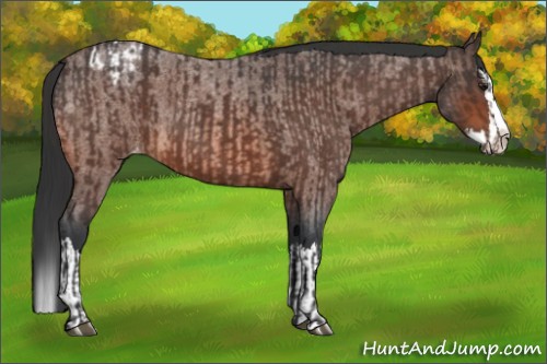 Horse Color:Brown Roan Sabino Splash Appaloosa  and Bay Roan Sabino Splash Appaloosa 