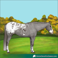 Horse Color:Liver Chestnut Sabino Splash Appaloosa  and Liver Chestnut Sabino Splash Appaloosa 
