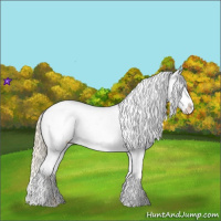 Horse Color:Palomino Appaloosa 