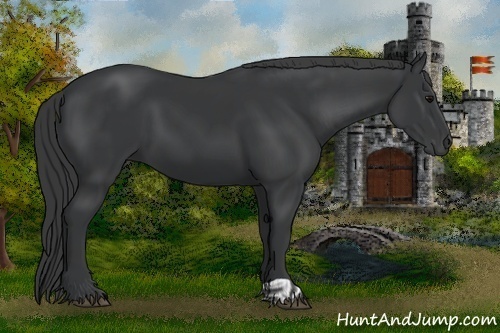 Horse Color:Black  and Black 