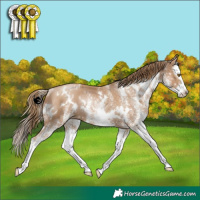Horse Color:White Spotted Black Pearl Splash Rabicano 