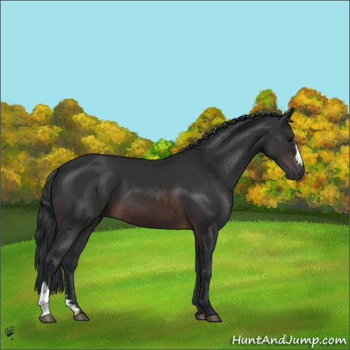 Horse Color:Brown 