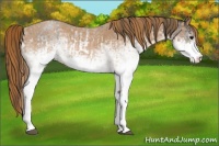 Horse Color:White Spotted Blue Roan Rabicano  and White Spotted Red Roan Rabicano 