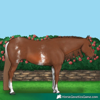 Horse Color:White Spotted Chestnut Sabino