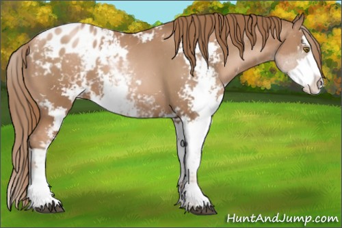 Horse Color:Liver Chestnut Pearl Sabino Appaloosa
