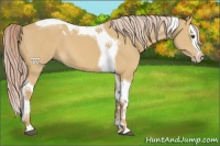 Horse Color:Palomino Dun Sabino Splash Tobiano 