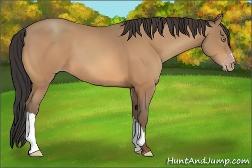 Horse Color:Amber Champagne