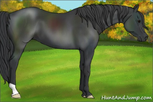 Horse Color:Black 