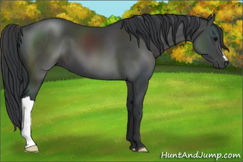Horse Color:Black 