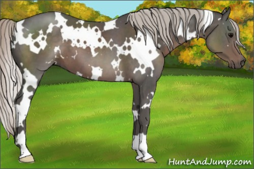 Horse Color:White Spotted Silver Black 